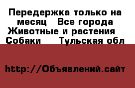 Передержка только на месяц - Все города Животные и растения » Собаки   . Тульская обл.